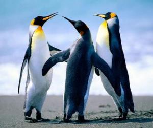 Puzzle Trois pingouins belles