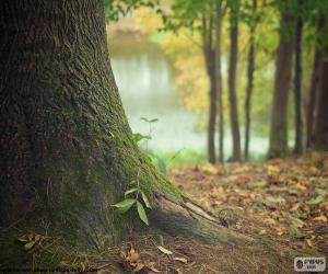 Puzzle Tronc d’arbre