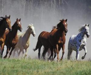 Puzzle Troupeau de chevaux courent dans la prairie