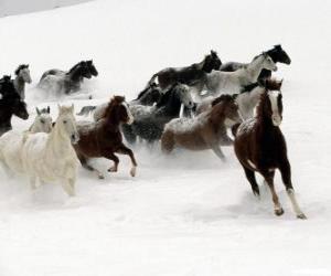 Puzzle Troupeau de chevaux qui courent dans la neige
