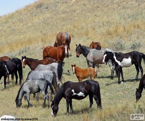 Puzzle Troupeau de chevaux sauvages