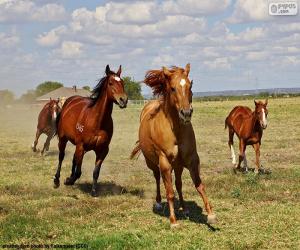 Puzzle Troupeau de chevaux