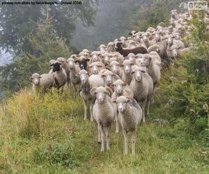 Puzzle Troupeau de moutons