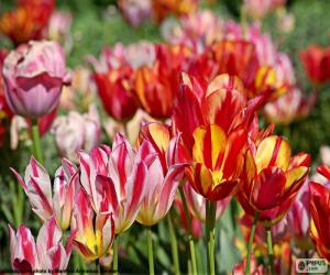 Puzzle Tulipes dans le champ