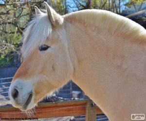 Puzzle Tête de beige cheval