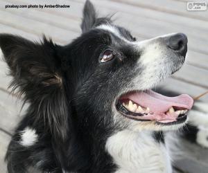 Puzzle Tête de Border Collie