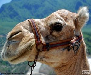 Puzzle Tête de chameau d'Arabie