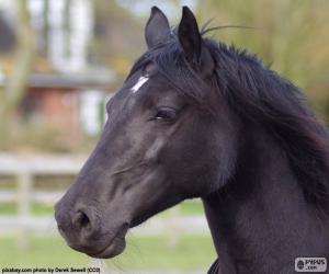 Puzzle Tête de cheval noir