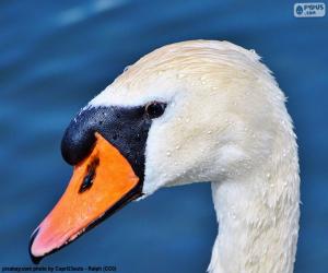 Puzzle Tête de cygne