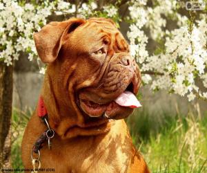 Puzzle Tête de Dogue de Bordeaux