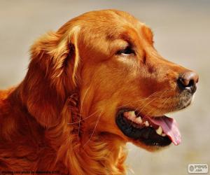 Puzzle Tête de Golden retriever