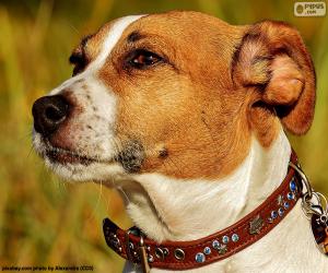 Puzzle Tête de Jack Russell Terrier