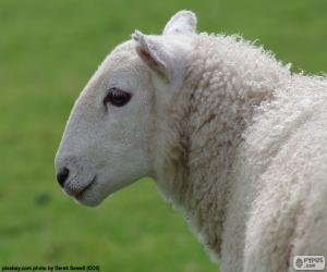 Puzzle Tête de mouton