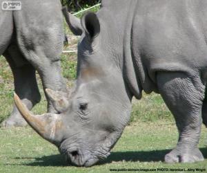 Puzzle Tête de rhinocéros