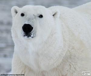 Puzzle Tête d’un ours polaire