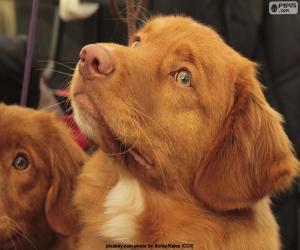 Puzzle Tête d’un Retriever de la Nouvelle-Écosse