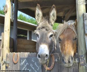 Puzzle Têtes d’âne et poney