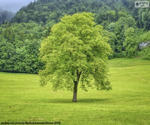 Puzzle Un arbre dans la pré