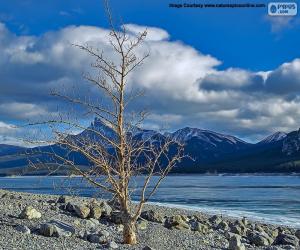 Puzzle Un arbre mort près du lac