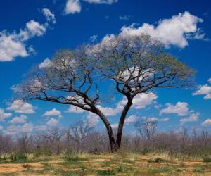 Puzzle Un arbre solitaire