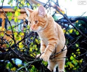 Puzzle Un chaton dans un arbre