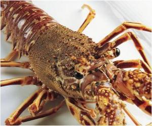 Puzzle Un gros homard ou une langouste