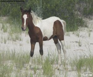 Puzzle Un jeune cheval sauvage