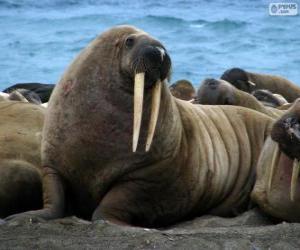 Puzzle Un morse avec ses longues défenses, un grand mammifère semi-aquatique de l'Arctique