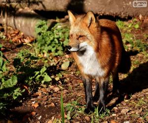 Puzzle Un renard