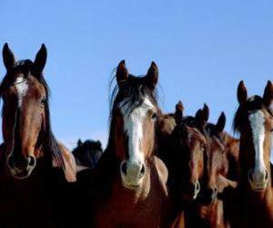 Puzzle Un troupeau de mustangs