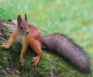 Puzzle Un écureuil, un animal rongeur avec une belle queue