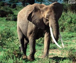 Puzzle Un éléphant avec défenses