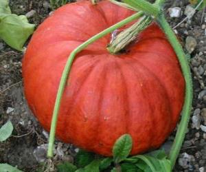 Puzzle Une grande citrouille, le fruit de la plante du potiron originaire d'Amérique