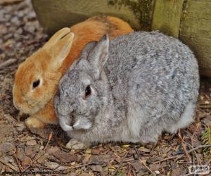 Puzzle Une paire de lapins