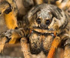 Puzzle Une tarentule, une grosse araignée aux longues pattes pleine de poils