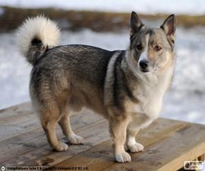 Puzzle Vallhund suédois