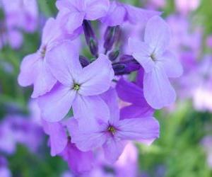 Puzzle Violettes ou violes, une plante ornementale avec fleur utilisé dans les jardins