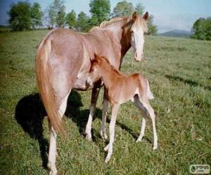 Puzzle Virginia Highlander chevaux originaires des États-Unis d'Amérique