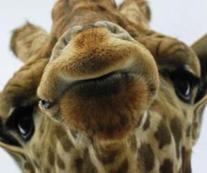 Puzzle Visage de girafe