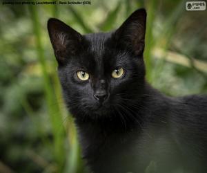 Puzzle Visage noir de chat