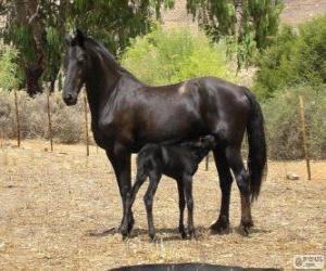 Puzzle Vlaamperd cheval originaires d'Afrique du Sud