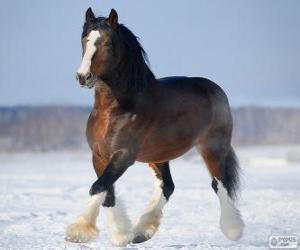 Puzzle Vladimir chevaux originaires de Russie