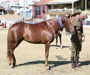 Puzzle Waler chevaline Originaire D'Australie