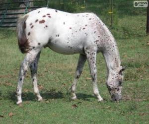 Puzzle Walkaloosa chevaux originaires des États-Unis