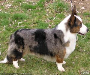 Puzzle Welsh Corgi Cardigan