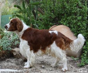 Puzzle Welsh Springer Spaniel