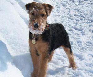 Puzzle Welsh Terrier, ou Terrier Gallois , est une race de chien de la famille des terriers qui vient du pays de Galles