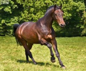 Puzzle Westphalien, cheval, originaires d'Allemagne