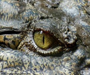 Puzzle Yeux de crocodile