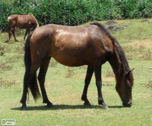 Puzzle Yonaguni, ou Yonaguni chevaux originaire du Japon